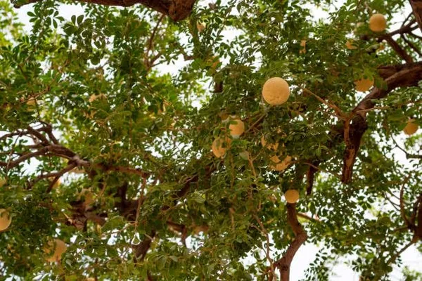 Thai_Grafted_Wood_Apple_Plant