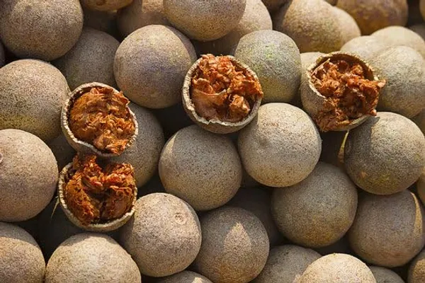 Thai_Grafted_Wood_Apple_Plant