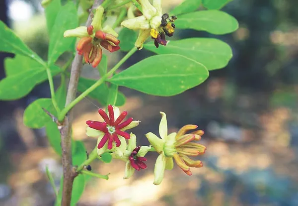 Thai_Grafted_Wood_Apple_Plant
