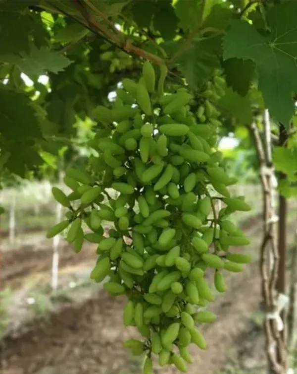 Thai_Green_Finger_Grapes_Hybrid_Fruit_Plant