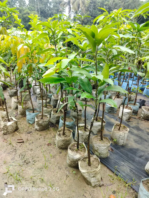 Thai_Hybrid_Apple_Mango_Grafted_Fruit_Plant