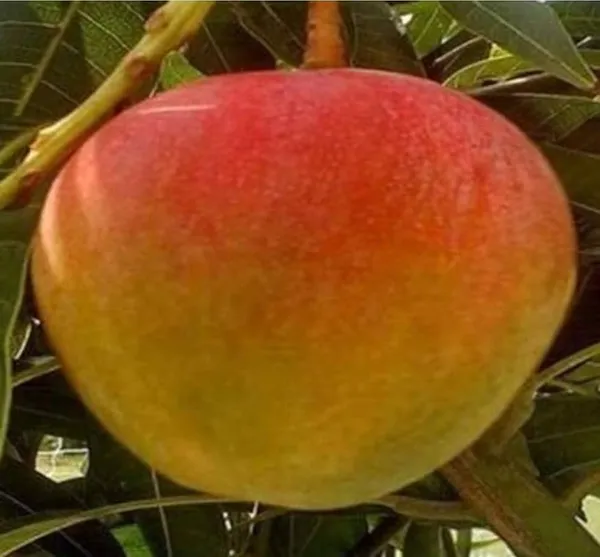 Thai_Hybrid_Apple_Mango_Grafted_Fruit_Plant