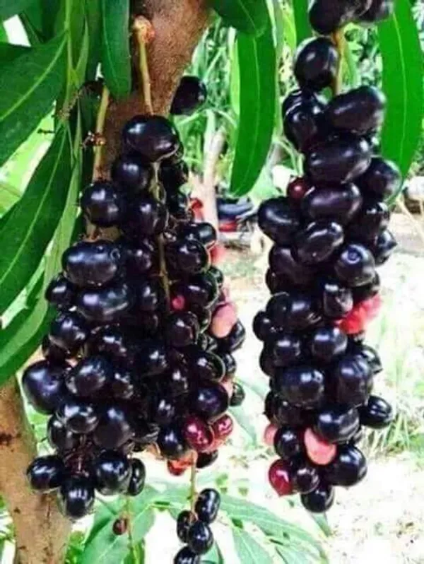 Thai_Hybrid_Black_Jamun/Jam_/Jamboo__Fruit_Plant_(Grafted,_Pack_Of_1)
