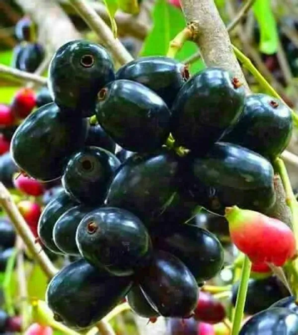 Thai_Hybrid_Black_Jamun/Jam_/Jamboo__Fruit_Plant_(Grafted,_Pack_Of_1)