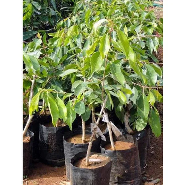 Thai_Hybrid_Black_Jamun/Jam_/Jamboo__Fruit_Plant_(Grafted,_Pack_Of_1)