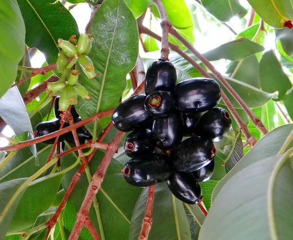 Thai_Hybrid_Black_Jamun/Jam_/Jamboo__Fruit_Plant_(Grafted,_Pack_Of_1)