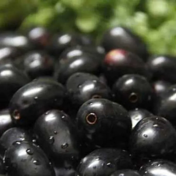 Thai_Hybrid_Black_Jamun/Jam_/Jamboo__Fruit_Plant_(Grafted,_Pack_Of_1)