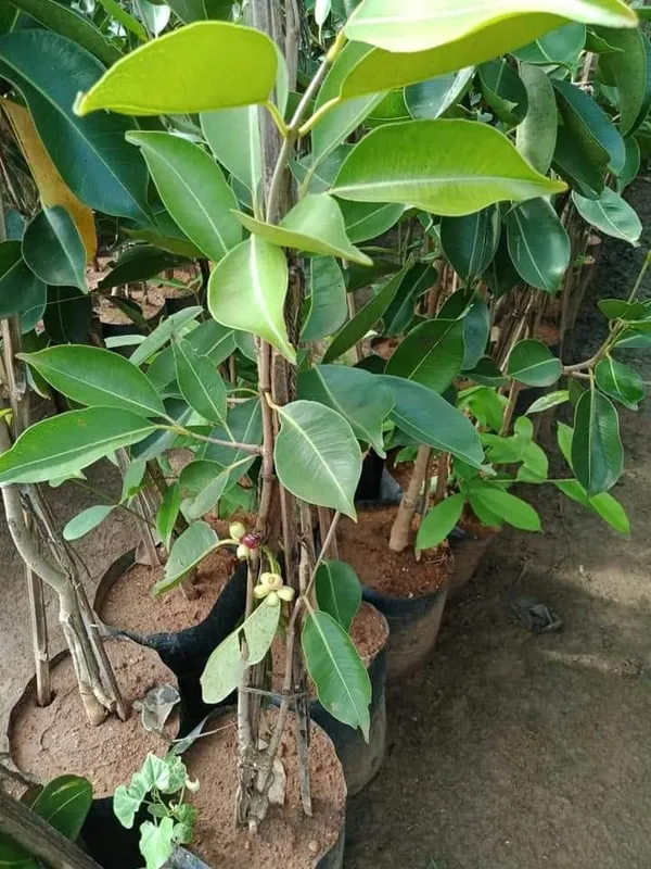 Thai_Hybrid_Black_Jamun/Jam_/Jamboo__Fruit_Plant_(Grafted,_Pack_Of_1)