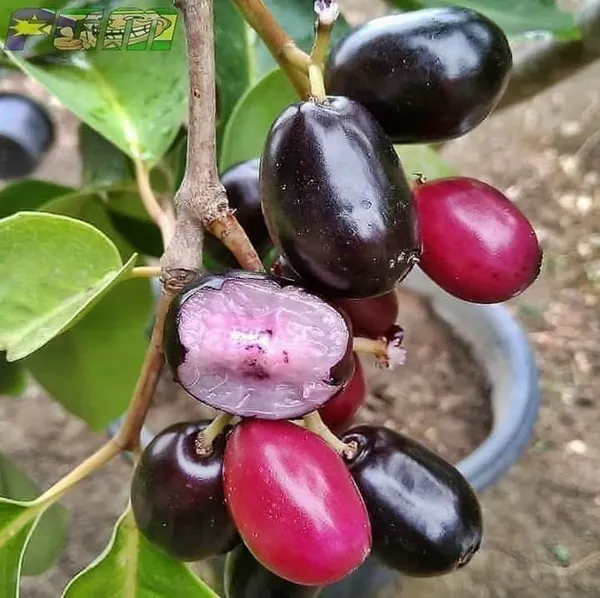 Thai_Hybrid_Black_Jamun_Plant.
