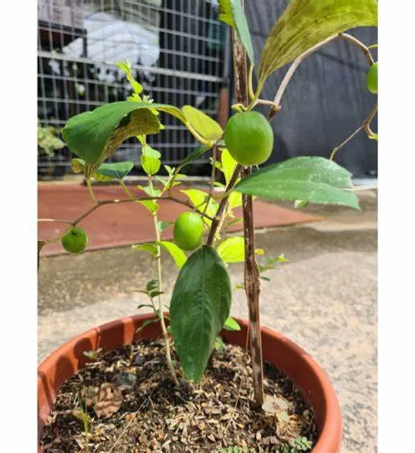 Thai_Hybrid_Jujubee_Gola_Fruit_Plant_Grafted