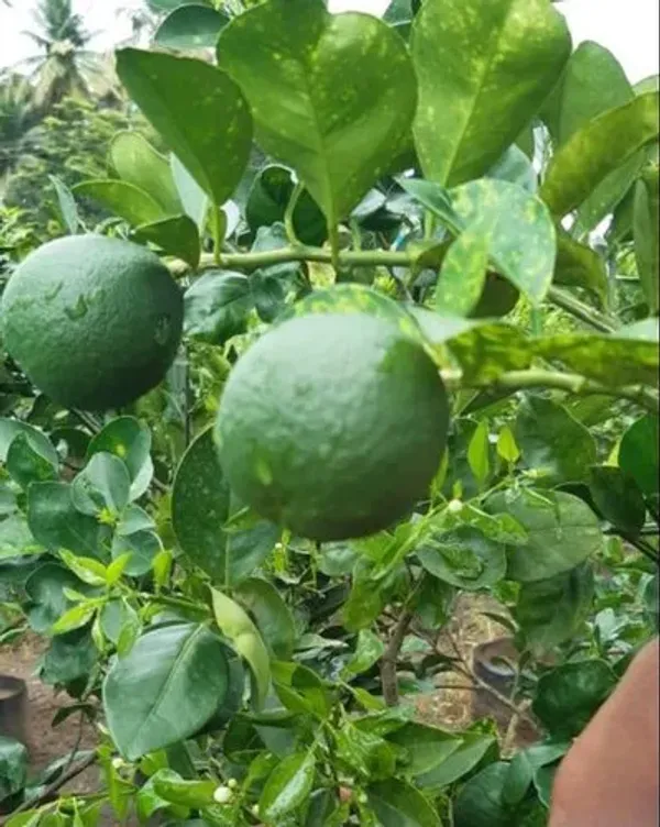 Thai_Hybrid_Malta_/Mousambi_Fruit_Plant_(Pack_Of_1)