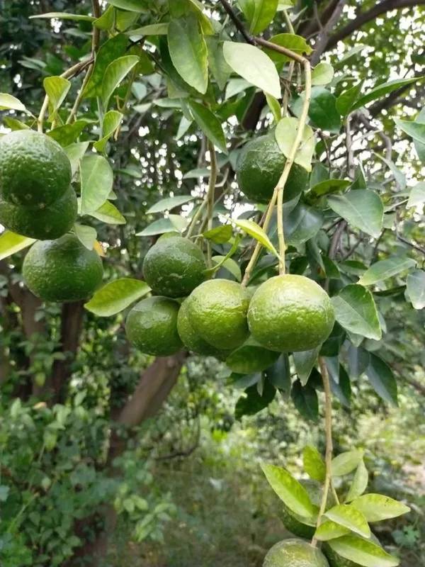 Thai_Hybrid_Malta_/Mousambi_Fruit_Plant_(Pack_Of_1)