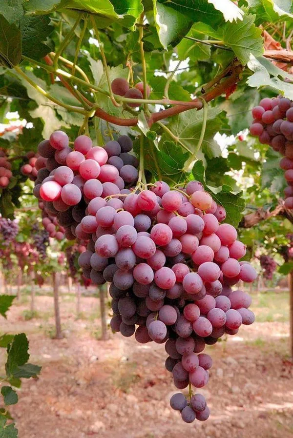 Thai_Hybrid_Red_Grapes_Fruit_Plant_(Pack_Of_1)