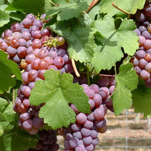 Thai_Hybrid_Red_Grapes_Fruit_Plant_(Pack_Of_1)