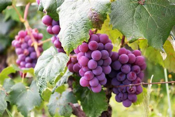 Thai_Hybrid_Red_Grapes_Fruit_Plant_(Pack_Of_1)