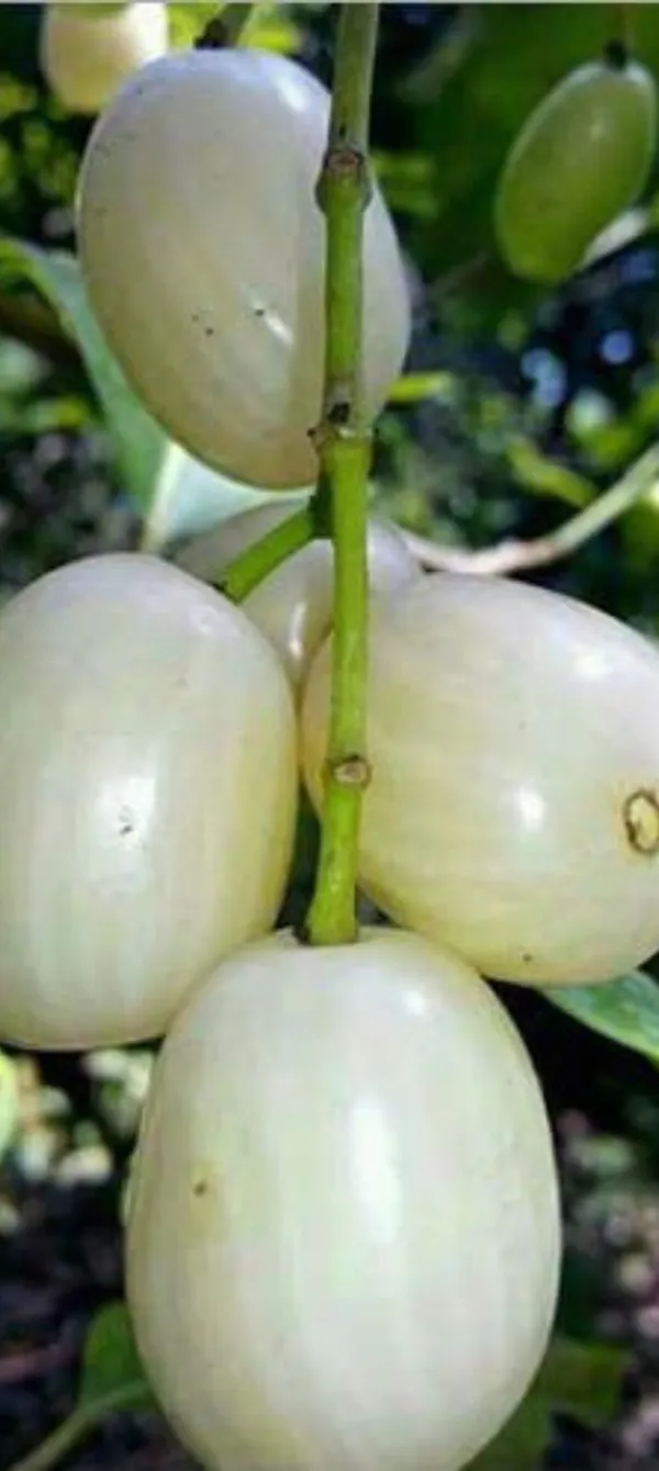 Thai_White_Jamun_Hybrid_Fruit_Plant