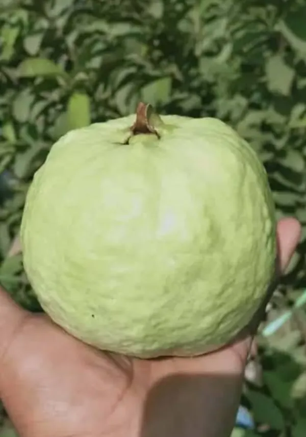 Thai_Sweet_Guava_Hybrid_Fruit_Plant