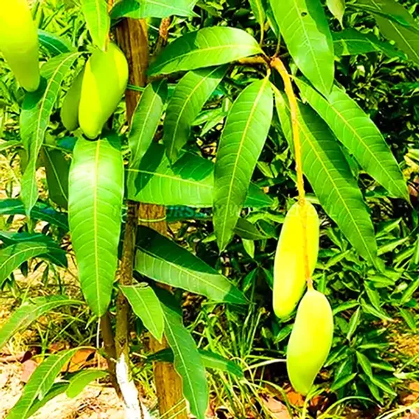 Thai_Long_Banana_Mango_Grafted_Plant