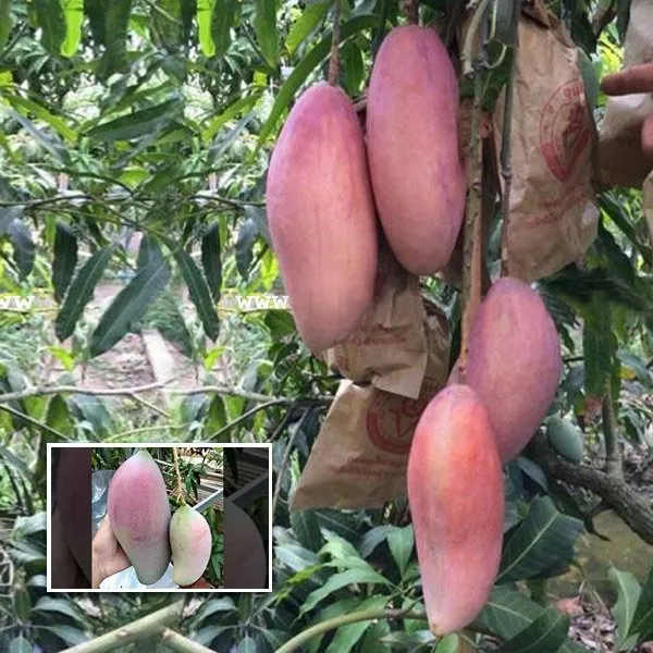 Thai_King_Of_Chiang_Mai_Mango_Grafted_Fruit_Plant