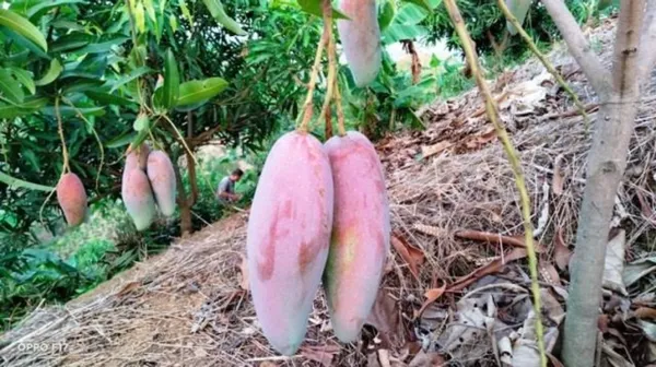 Thai_King_Of_Chiang_Mai_Mango_Grafted_Fruit_Plant