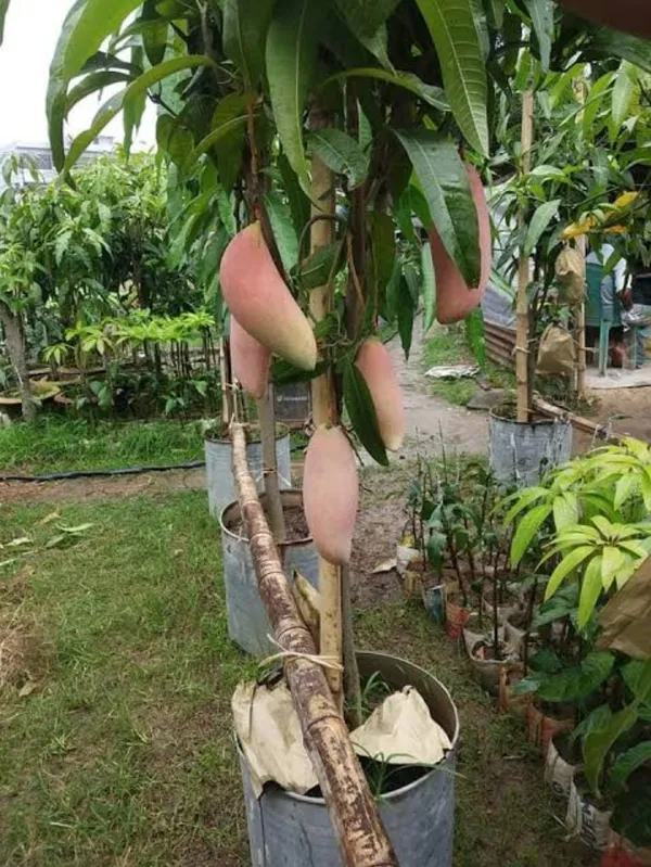 Thai_King_Of_Chiang_Mai_Mango_Grafted_Fruit_Plant