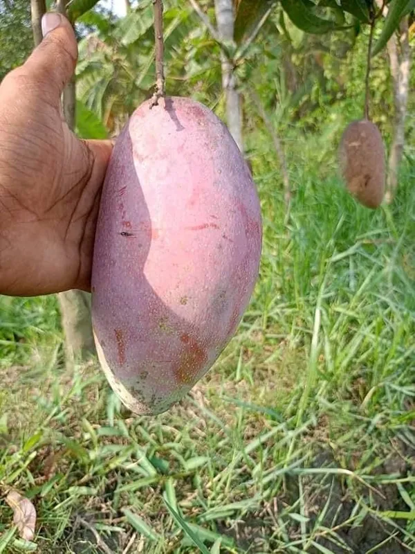 Thai_King_Of_Chiang_Mai_Mango_Grafted_Fruit_Plant