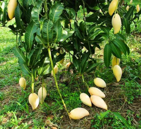 Thai_King_Of_Dok_Mai_Mango_Hybrid_Grafted_Plant