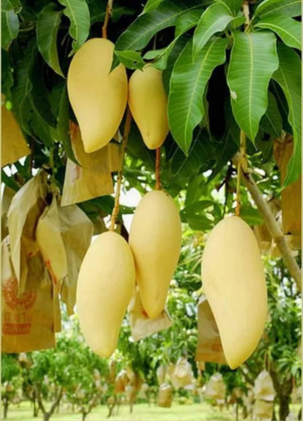 Thai_King_Of_Dok_Mai_Mango_Grafted_Fruit_Plant