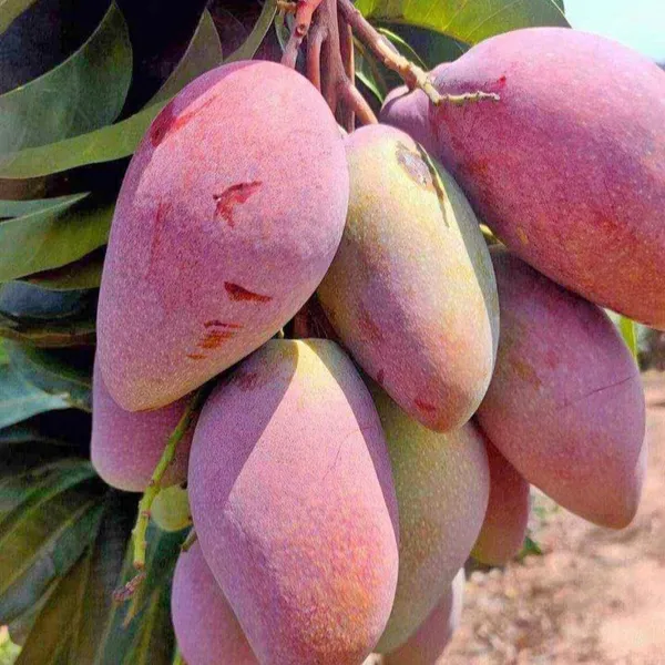Thai_Chiang_Mai_Mango_Hybrid_Grafted_Plant