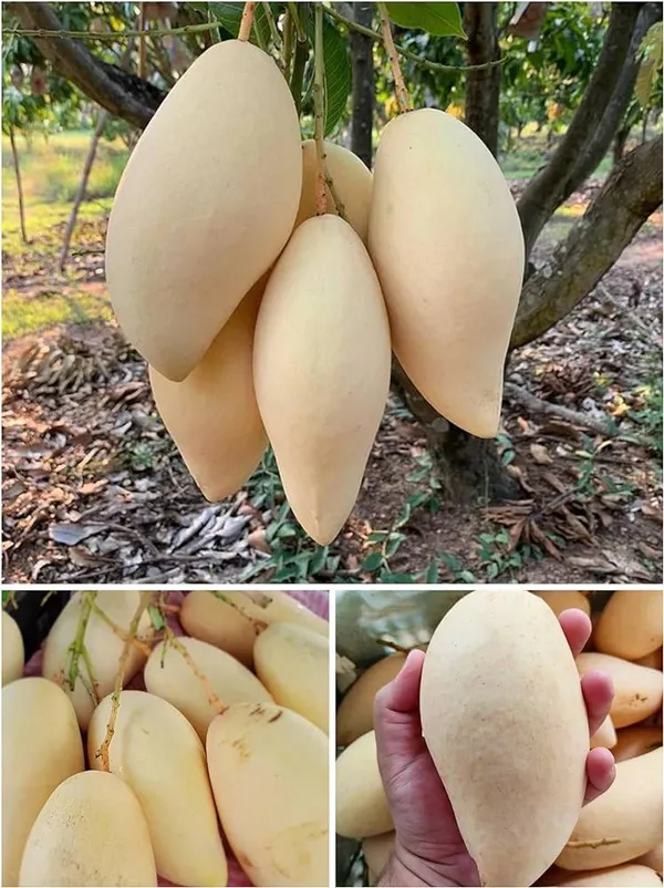Thai_King_Of_Dok_Mai_Mango_Hybrid_Grafted_Plant