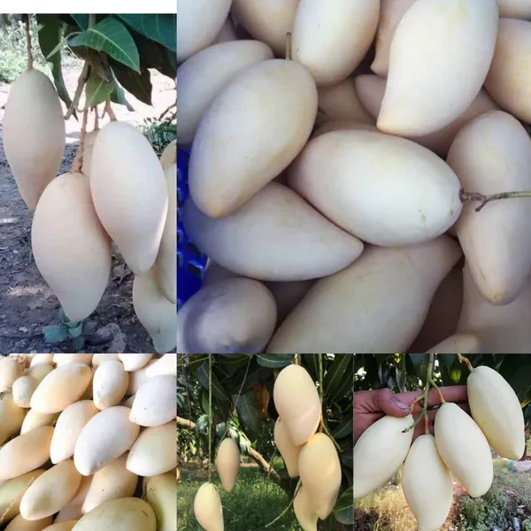 Red_Thai_King_Of_Dok_Mai_Mango_Hybrid_Grafted_Plant