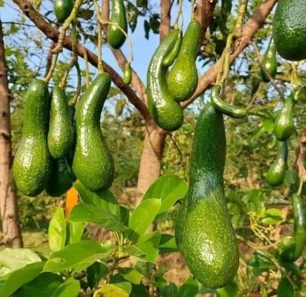 Thai_Avocado_Hybrid_Fruit_Plant