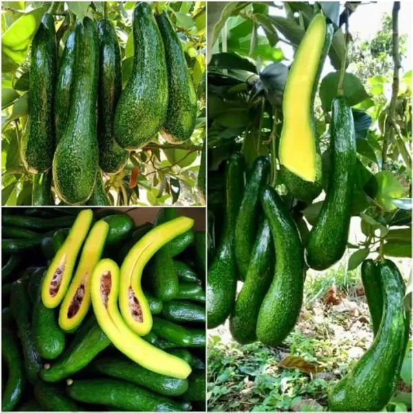 Thai_Avocado_Hybrid_Fruit_Plant