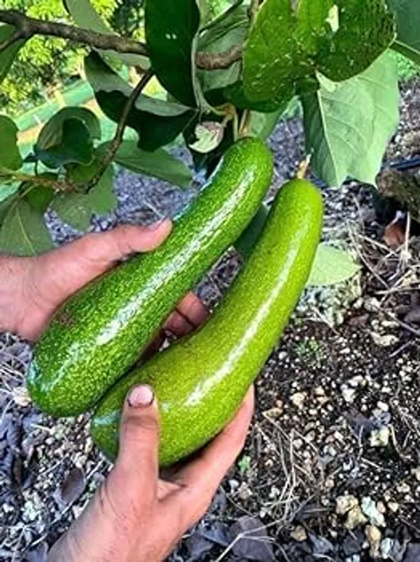 Thai_Long_Avocado_Hybrid_Live_Plant