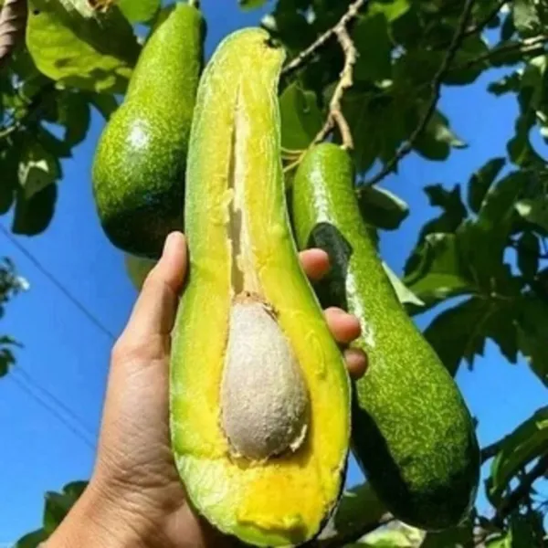 Thai_Long_Avocado_Hybrid_Live_Plant