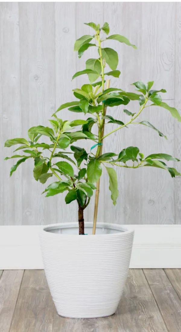 Thai_Long_Avocado_Hybrid_Live_Plant