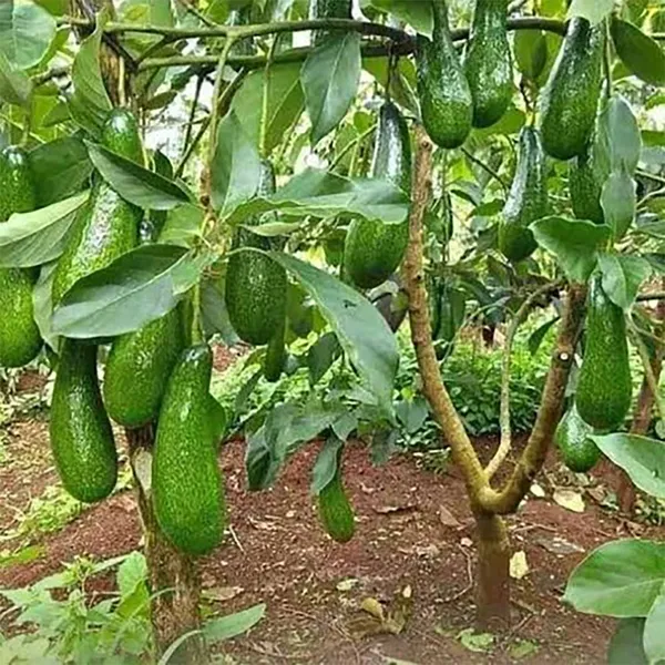 Thai_Long_Avocado_Hybrid_Live_Plant
