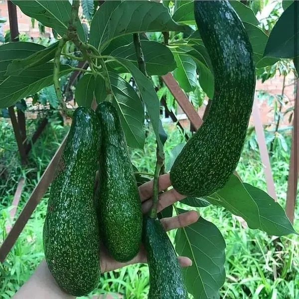 Thai_Long_Banana_Avocado_Hybrid_Grafted_Plant
