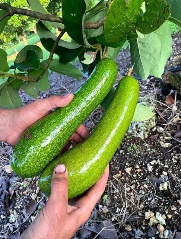 Thai_Long_Banana_Avocado_Hybrid_Grafted_Plant
