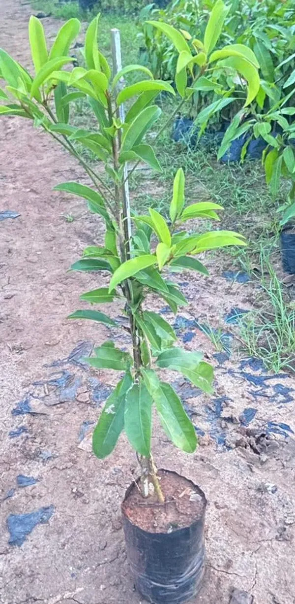 Thai_Long_Banana_Chikoo/Sapota_Grafted_Fruit_Plant