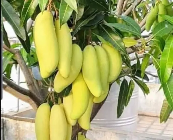 Thai_Banana_Mango_Hybrid_Grafted_Plant