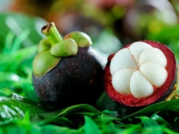 Thai_Mangosteen_Hybrid_Fruit_Plant