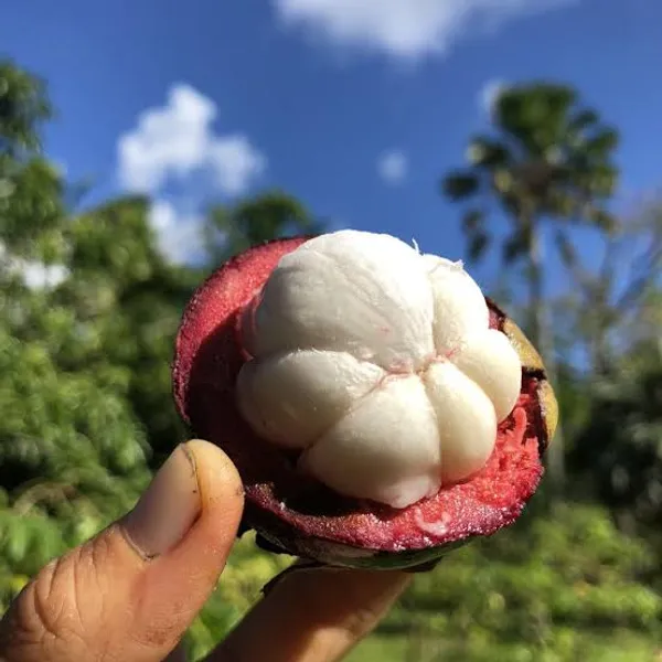 Thai_Mangosteen_Hybrid_Fruit_Plant