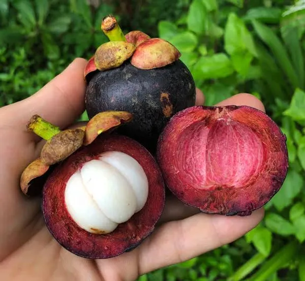 Thai_Mangosteen_Hybrid_Fruit_Plant