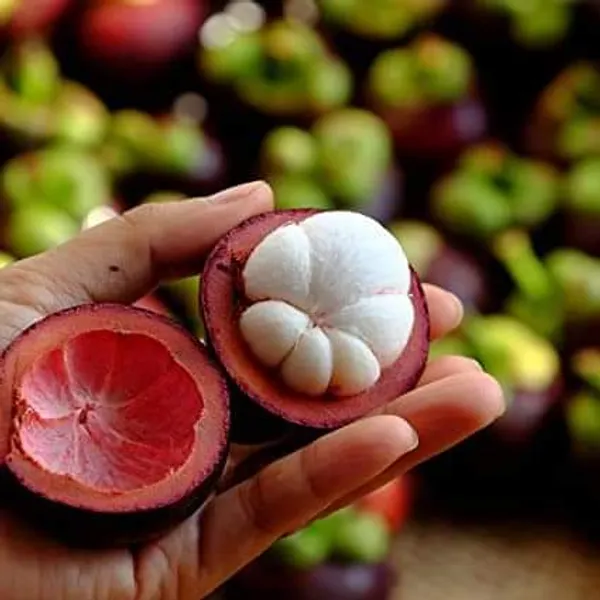 Thai_Mangosteen_Hybrid_Fruit_Plant