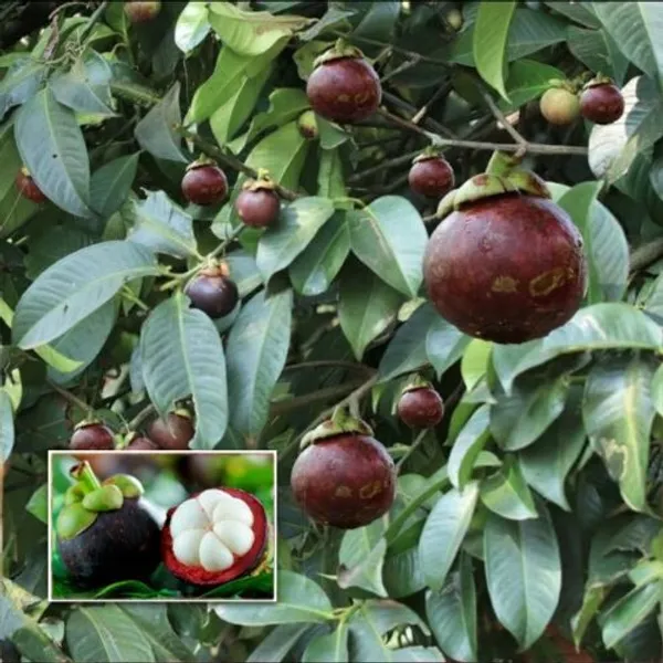 Thai_Mangosteen_Hybrid_Fruit_Plants