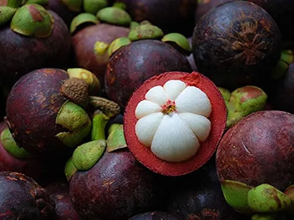 Thai_Mangosteen_Hybrid_Fruit_Plants