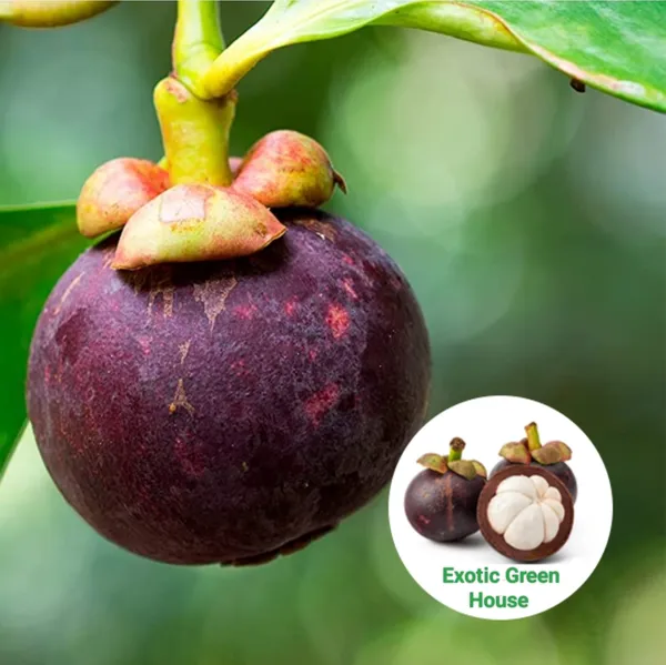 Thai_Mangosteen_Hybrid_Fruit_Plants