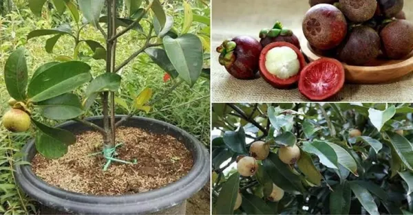 Thai_Mangosteen_Seedling_Fruit_Plant