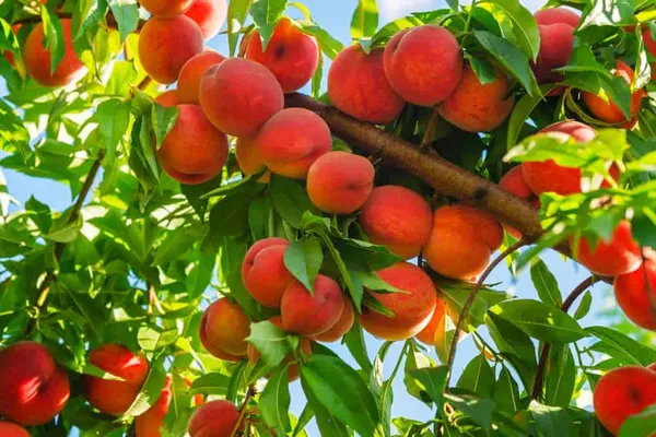 Thai_Peach_Dwarf_Varieties_Fruits_Plants